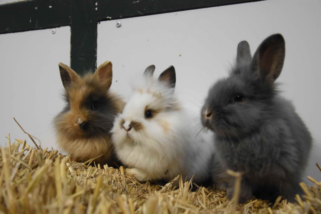 Dwergkonijn met nieuwsgierige blik in een ruime tuin, illustreert adopteren van een dwergkonijn