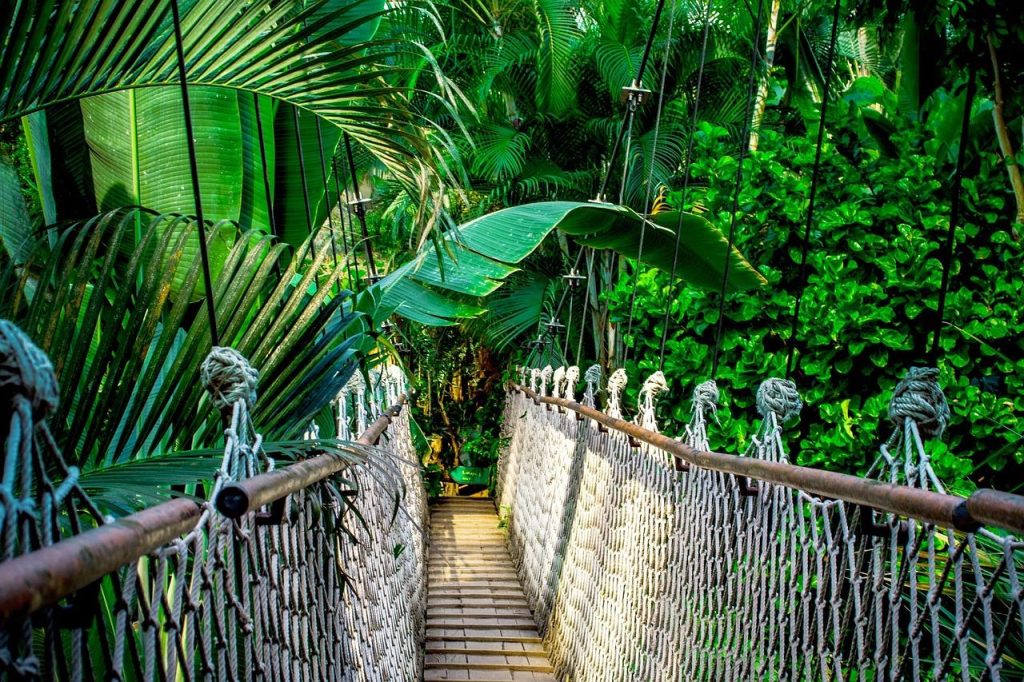 Jungle-trekkings in Chiang Mai door regenwoud met bergpaden en watervallen omringd door dicht groen bladerdak